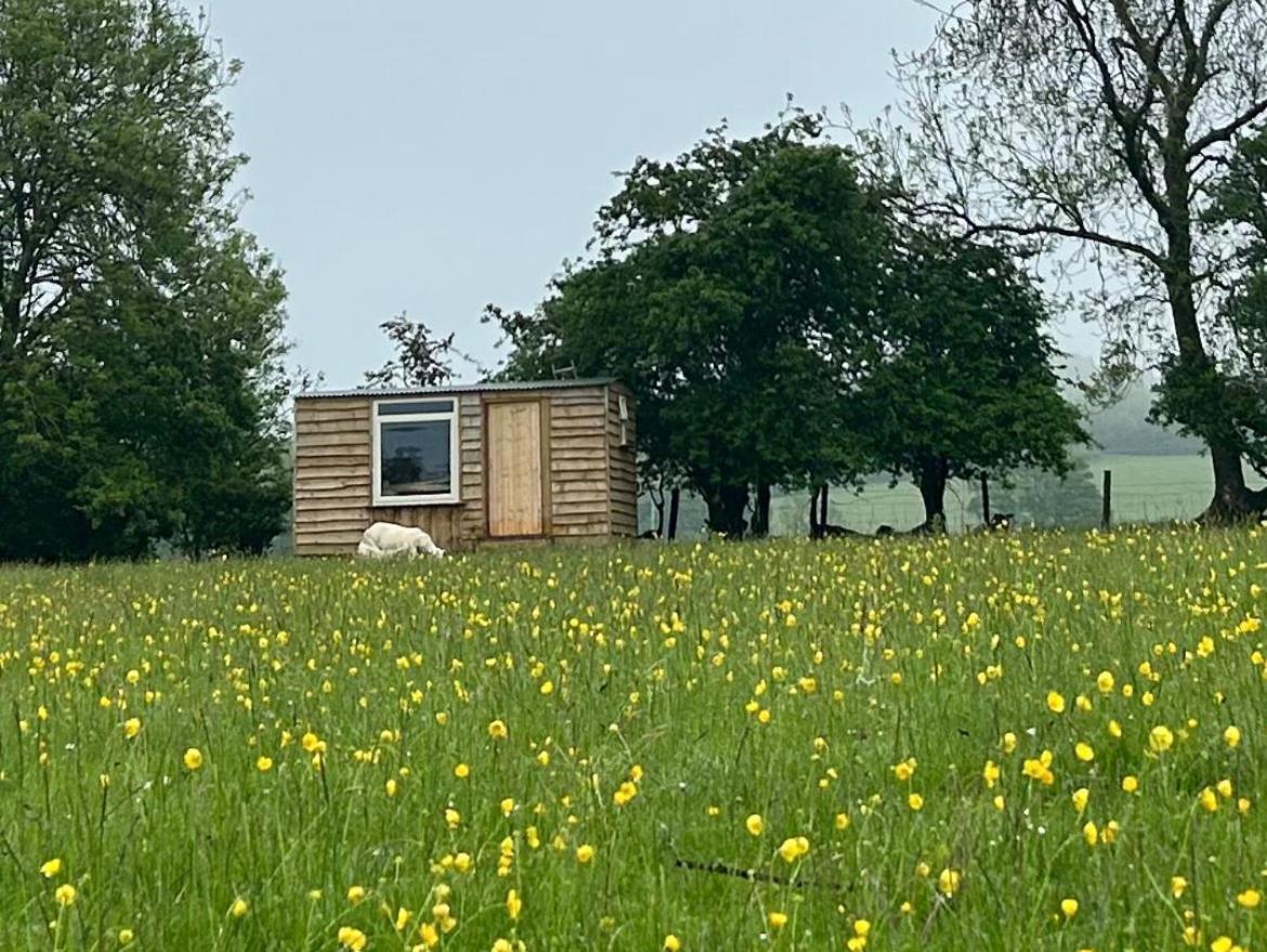 Hotel Off Grid Shepherds Hut Llansilin Esterno foto